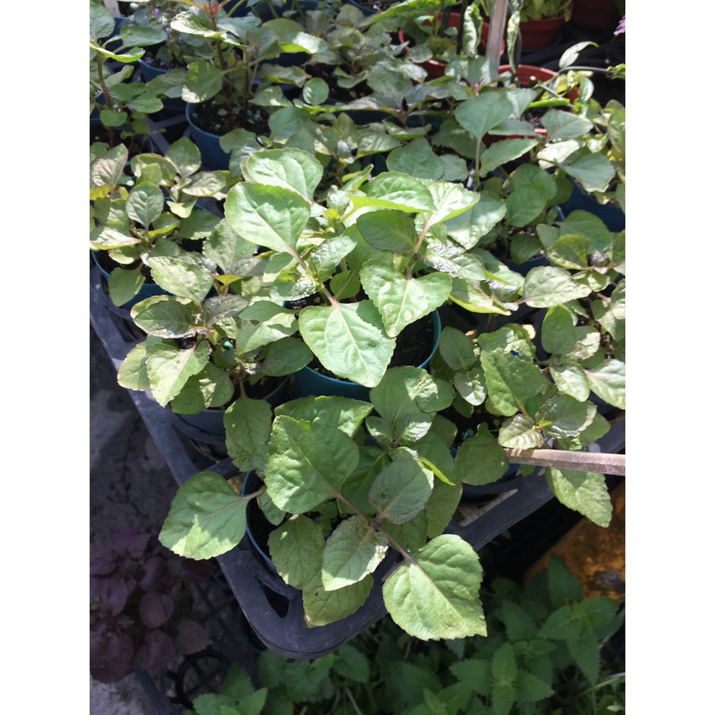 一禪種苗園 花期極長 六神草 千日菊 香草植物 3吋盆 蝦皮購物