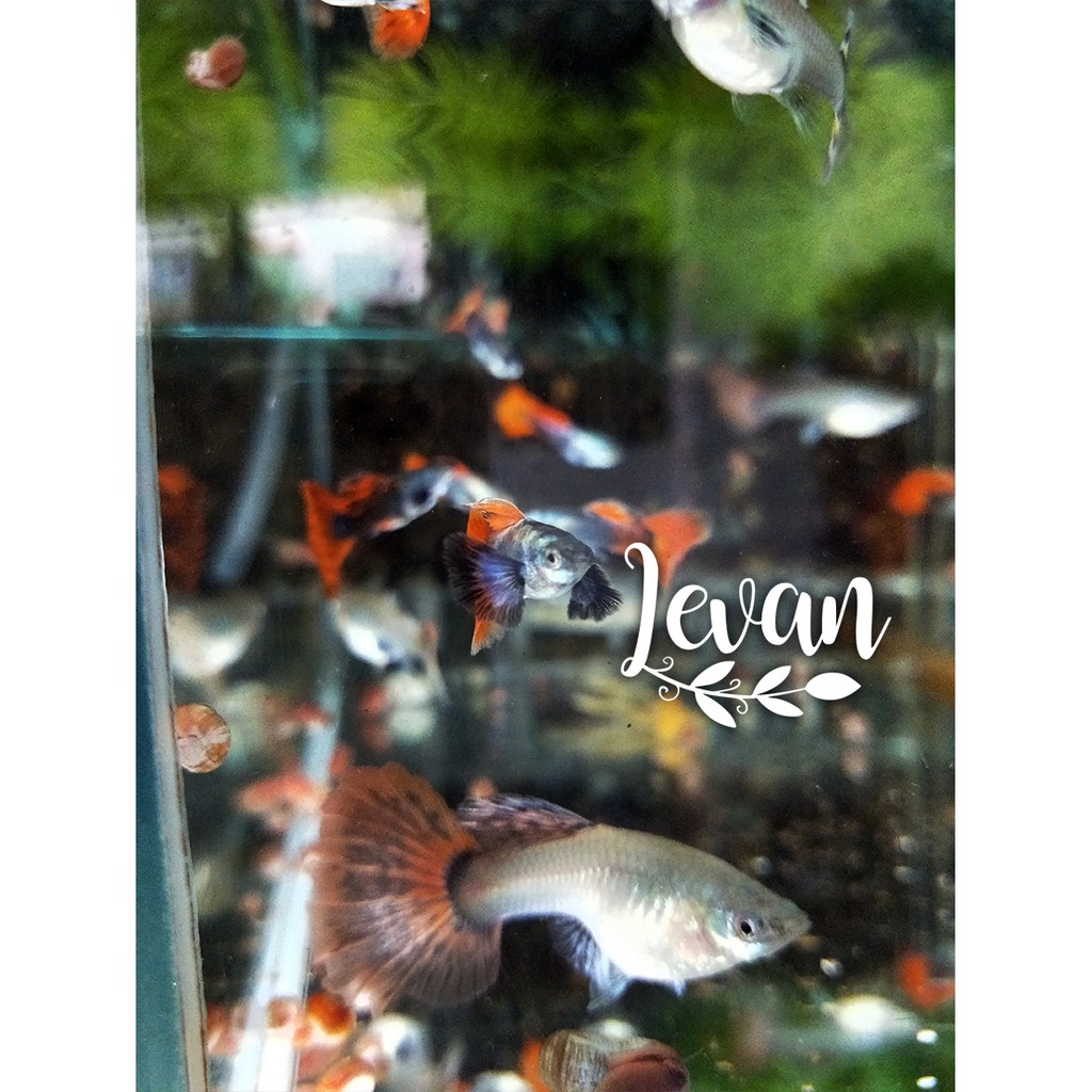 Dumbo Big Ear Guppy 白金大耳孔雀魚水族用品 蝦皮購物