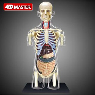 4D Master益智拼裝玩具人體半身內臟器官解剖模型醫學教學DIY科普