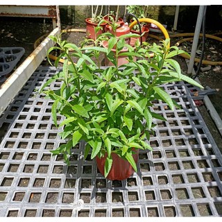李家果苗 檸檬馬鞭草 5吋盆 香草植物 特價130元