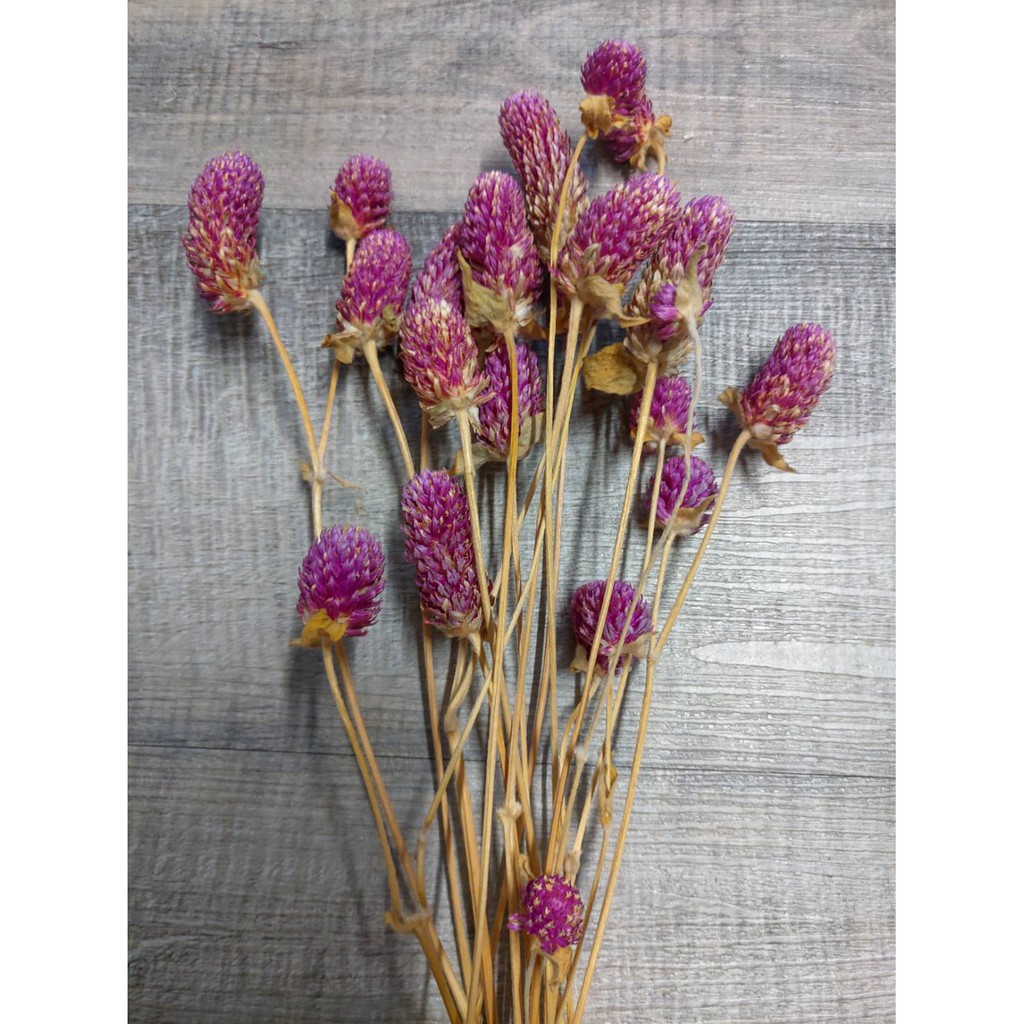 千日紅乾燥花的價格推薦第3 頁 21年9月 比價比個夠biggo