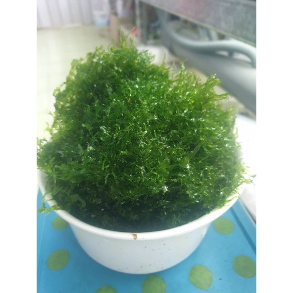 怪蕨莫絲 培育 躲藏 蝦缸 好幫手