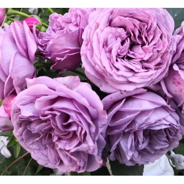 日本灌木樹月季中輪豐花四季開花1入 R001 蝦皮購物