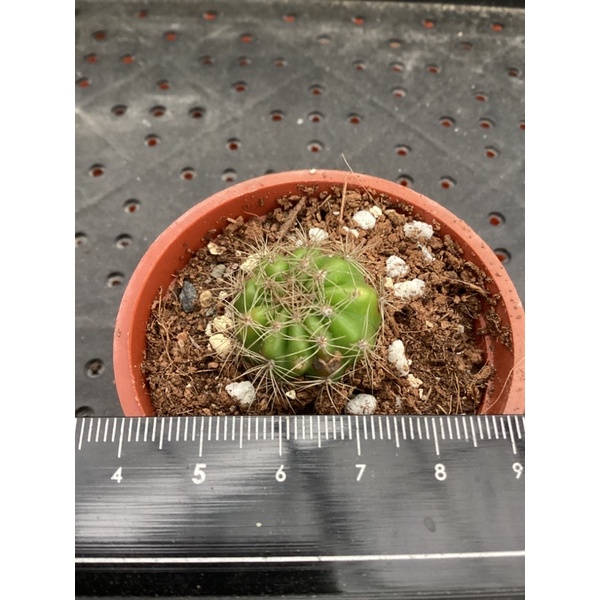 （享植花園趣） 八卦紅 仙人掌 多肉植物