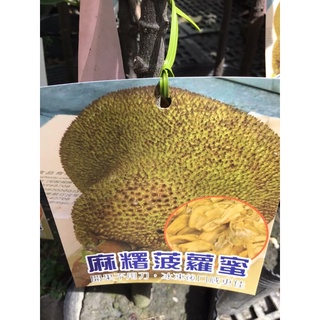 ★綠霖園藝★麻糬波羅蜜靠接苗高度60公分 室內植物/景觀植物/新興果樹/水果樹苗/新興果樹/果苗/嫁接/植物
