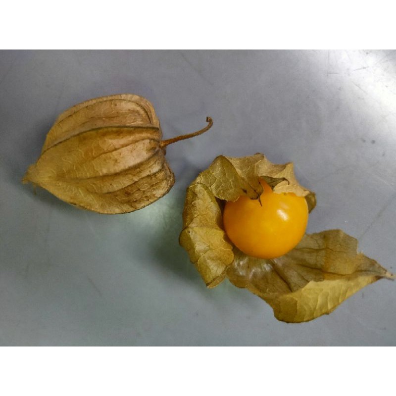 100粒50元 日本大果燈籠果黃金莓種子 蝦皮購物