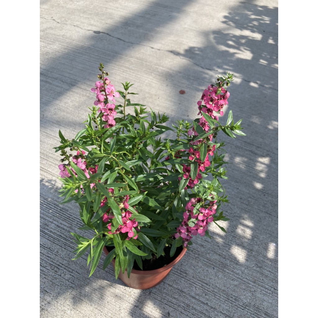 植系青屬 天使花 觀花開花植物 全年開花 隨機出貨不挑色 五吋盆 蝦皮購物