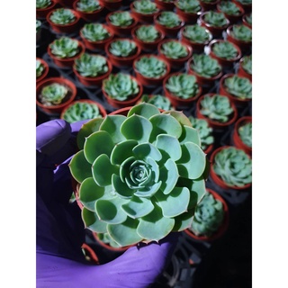 七福神多肉的價格推薦 21年8月 比價撿便宜