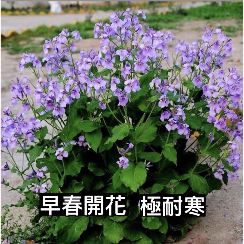 現貨二月蘭種子50顆花籽諸葛菜多年生宿根種籽庭院耐寒耐陰果園綠肥草花種 蝦皮購物