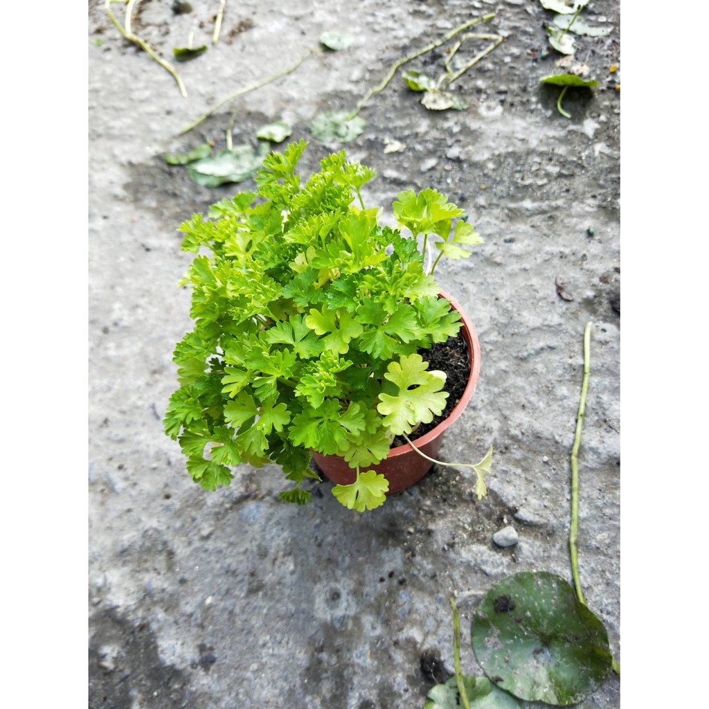 花精靈植物的家 香草 多年草本 歐芹 巴西利 3吋 高5 10公分 蝦皮購物