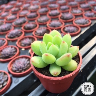 景天科 優惠推薦 21年7月 蝦皮購物台灣