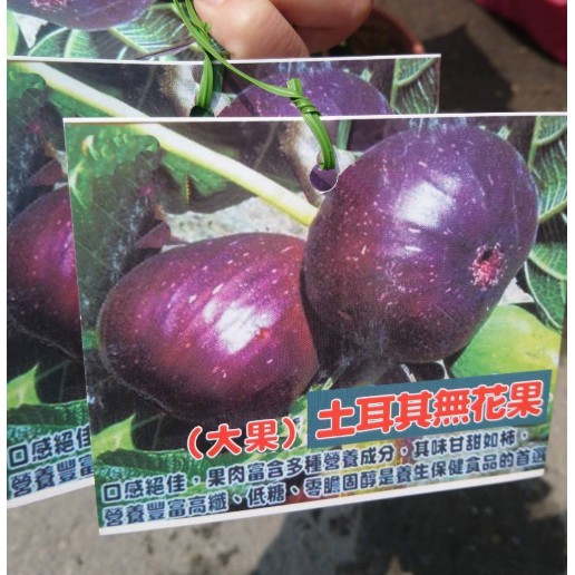 花囍園 水果苗 大果土耳其無花果 秋果比較大 喜好全日照 6吋高約25 30cm 蝦皮購物
