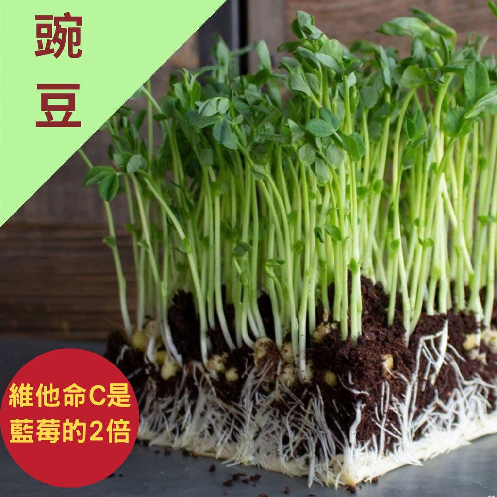 特價 鮮採豌豆苗菜 0 24元 幸福手作農坊 有機種子培育 多件優惠3小包1元 3大包240元 可自由選配 蝦皮購物