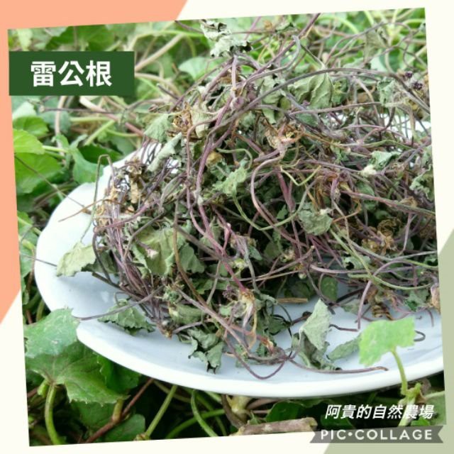 【現貨】台灣在地小農 - 雷公根/雷公草/積雪草/蚶殼草/含殼草 ~ 自然風乾日曬《領券免運》