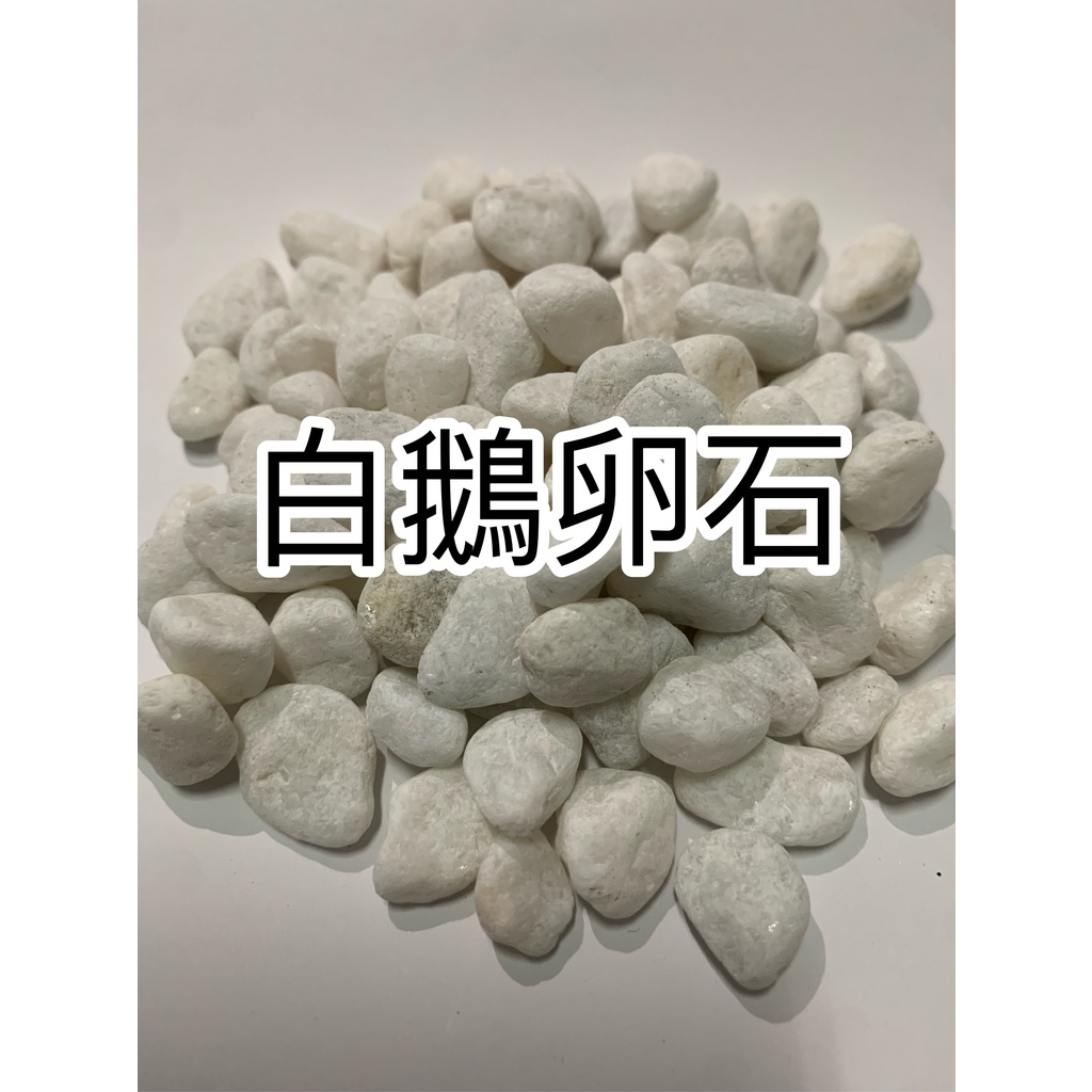 白色石頭 漢白石 白鵝卵石1kg 鋪面 盆栽