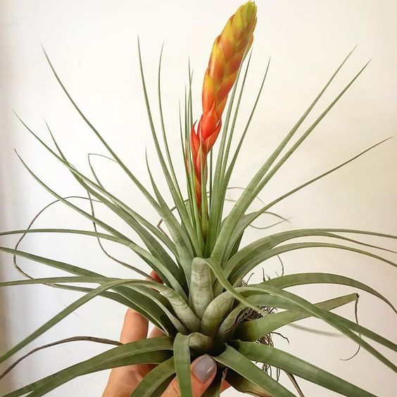 【小玩植】空氣鳳梨 🌿費西古拉塔 Tillandsia fasciculata，費西古拉塔