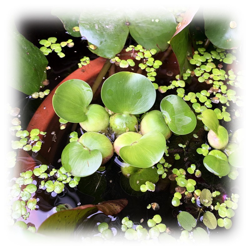 ✿蝕草小舖✿ 水生植物 Eichhornia crassipes (迷你布袋蓮 水鴛鴦 鳳眼蓮 水芋仔)