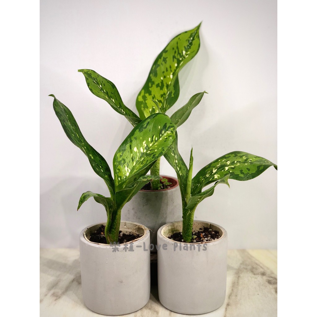 市場 6個の 草の家の ブローチ の 装飾 植物 松 結婚式 葉 人工 工芸品