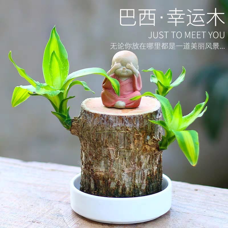 台灣熱銷 巴西木水培植物幸運木桌面綠植盆栽水養辦公桌面室內迷你禮品 蝦皮購物
