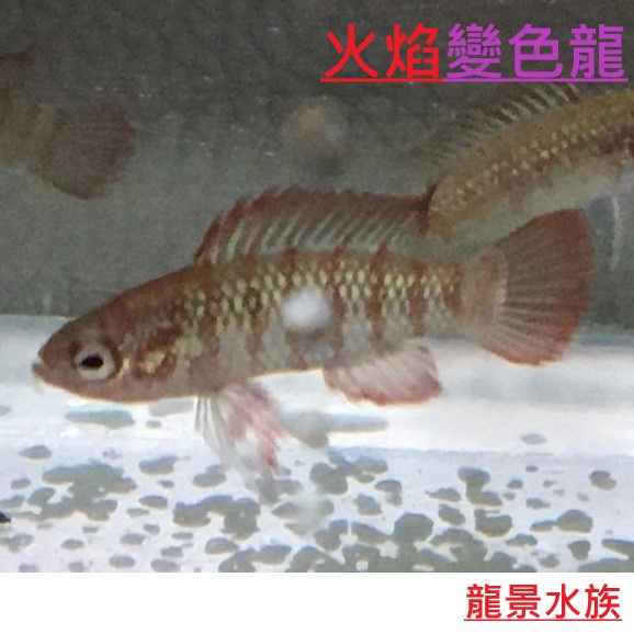 台南養殖場 火焰變色龍 可超商觀賞魚專吃火翅金鑽渦蟲白線蟲蛋白蟲蝦缸飼料蛇魚 蝦皮購物