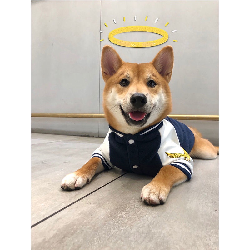 台灣犬棒球的價格推薦 21年10月 比價比個夠biggo