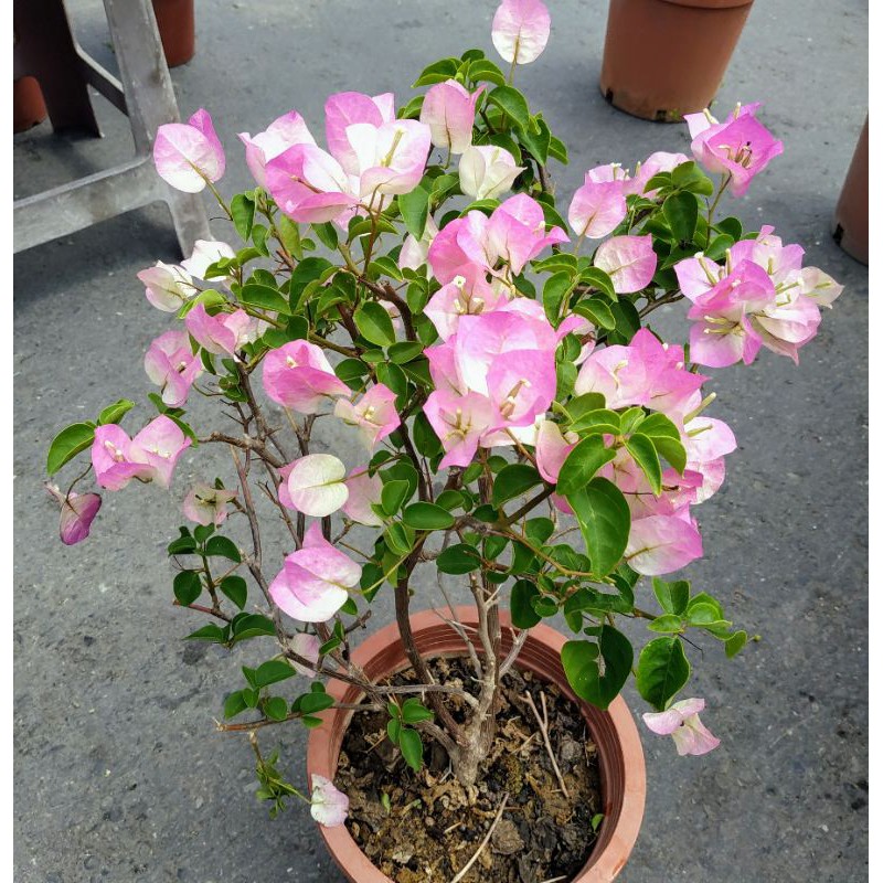 泰國粉九重葛盆栽 7吋盆 顏色討喜 易落花！