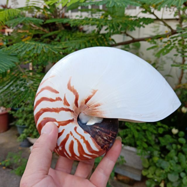 鸚鵡螺（天然的貝殼）