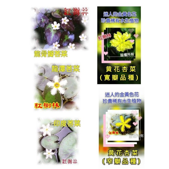 【紅樹林】龍骨瓣莕菜 印度莕菜 龍潭莕菜 黃花莕菜(苗)~莕菜類水生植物