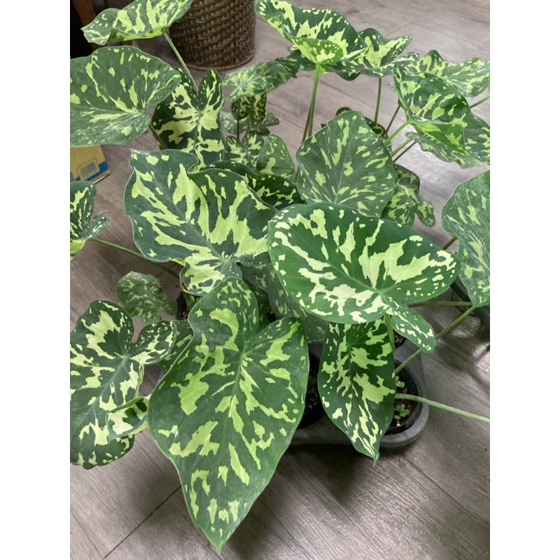 鴻霖園藝 綠美農場 迷彩芋3吋盆 蝦皮購物