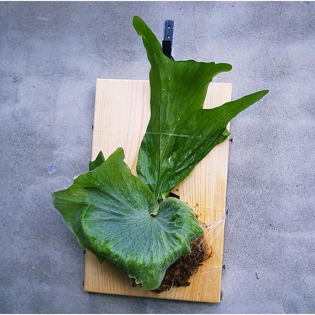 巨大鹿角蕨 Platycerium Superbum 超級棒鹿角蕨 上實木板編號23 十八原生種之1 蝦皮購物