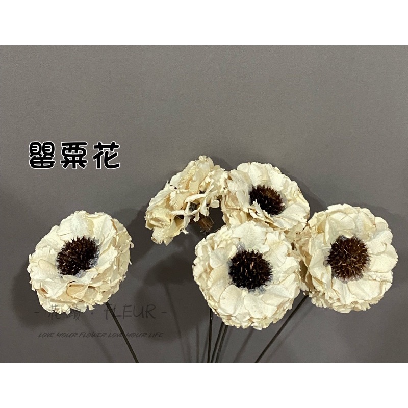 花續手工花 乾燥花 不凋花 罌粟花 木片花 手工罌粟花 蝦皮購物