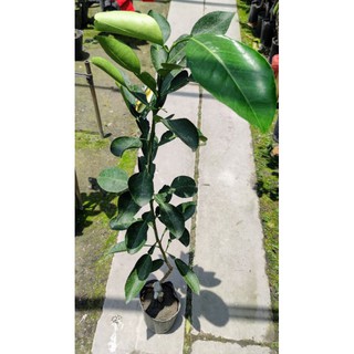 柚子苗 優惠推薦 21年9月 蝦皮購物台灣