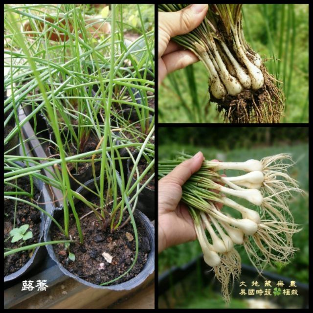 蕗蕎苗 70 3盆 3吋盆 蝦皮購物