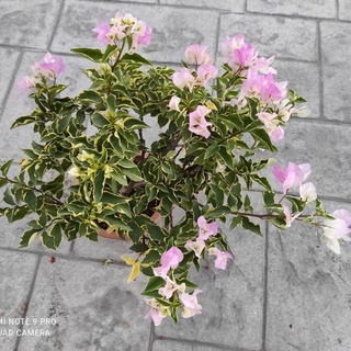 7吋大盆~三角梅 九重葛 特殊粉嫩白 斑葉-泰國粉 綠葉泰國粉九重葛 三角梅 植栽 盆栽 花盆 粉嫩好心情