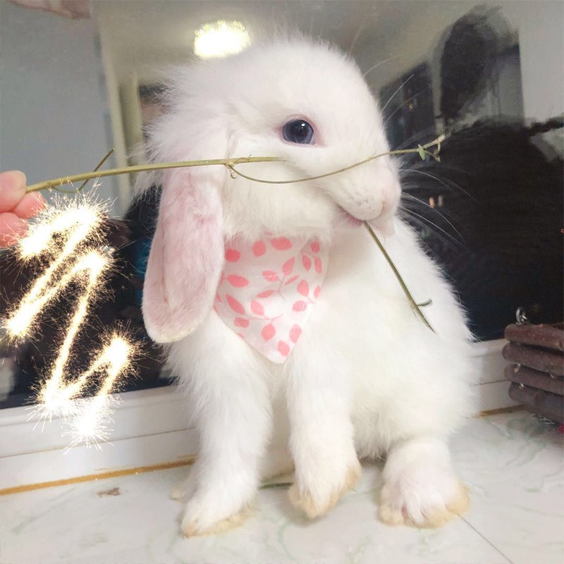 兔子圍巾三角巾兔兔貂荷蘭豬圍嘴項圈可愛口水巾領巾小體寵物用品