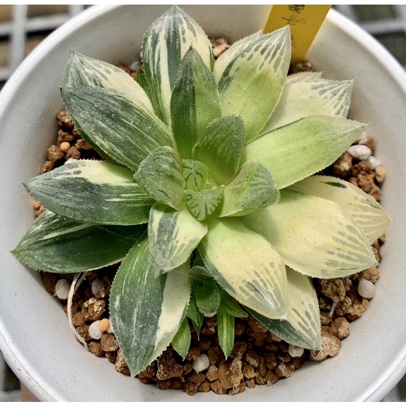 沐草植物園 多肉植物百合實生赤富士錦 蝦皮購物