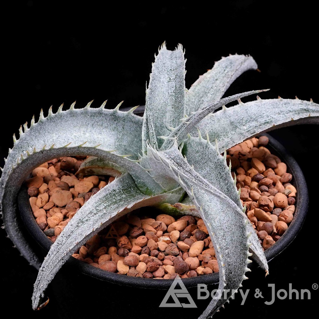 【BJ】沙漠鳳梨｜珍品 寬白葉 收藏 品種控 多肉植物｜Dyckia marnier-lapostollei｜