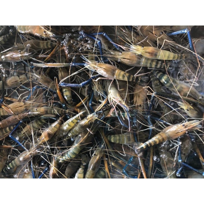 里港泰國蝦的價格推薦 2021年12月 比價比個夠biggo