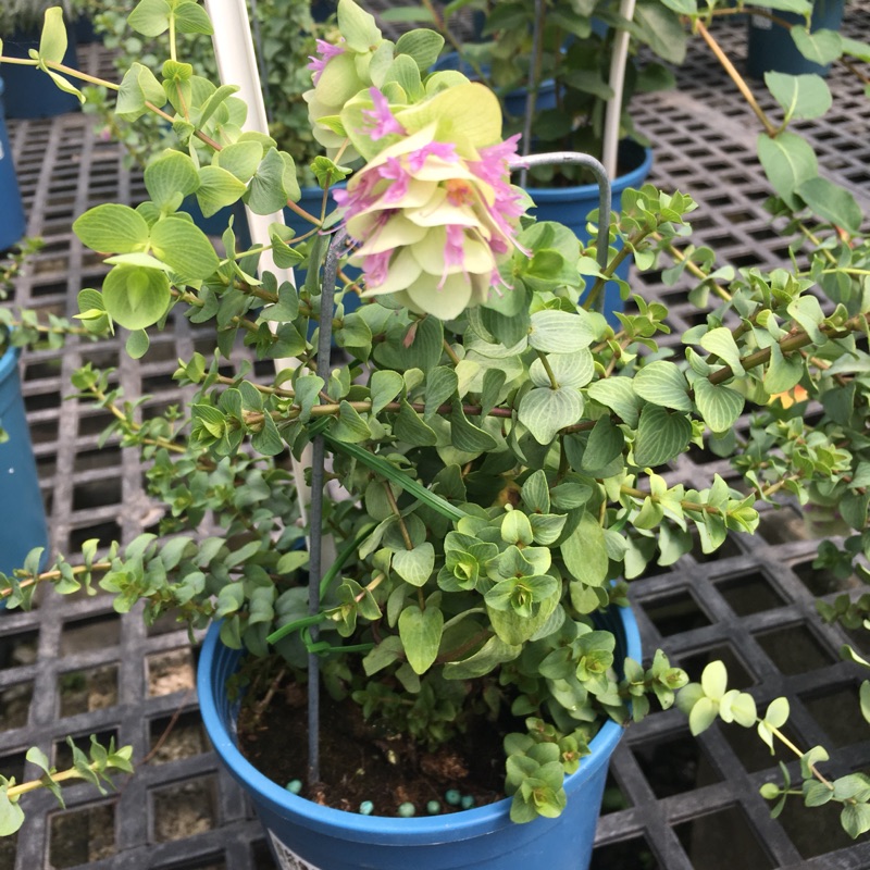 高仿錶花花世界 香草植物 各款薄荷品種 薄荷 5吋盆 高10 20公分 濃郁芬芳的香氣 Ma I 455365405 3590478617 Ads Keyword 優惠推薦 2021年11月 蝦皮購物台灣