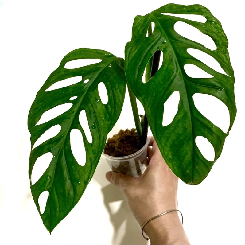 大洞洞蔓綠絨/窗孔龜背芋/葉長約18CM