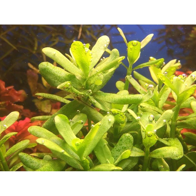 蝦兵蟹將 水草造景 巴西小松子 單株 前景草中景草陽性水草 蝦皮購物
