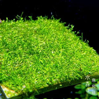 水森職栽 磚片 石片 鹿角苔鹿角苔石片前景草皮前中後景綠色水草造景難度 簡易se085 蝦皮購物