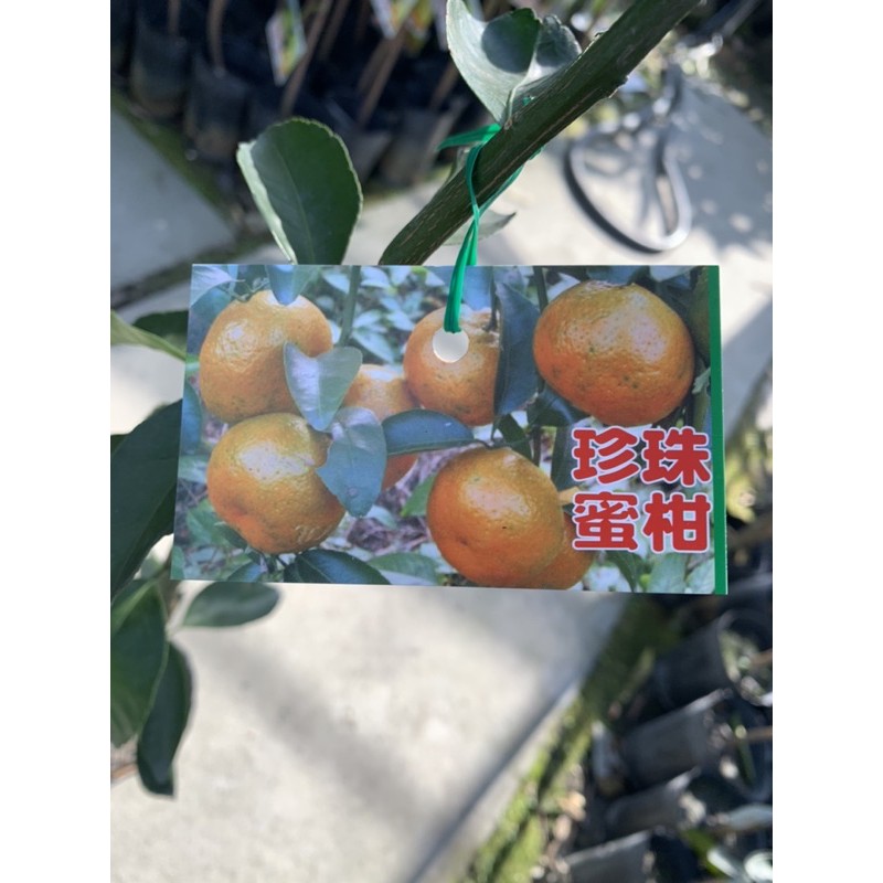 【花果聖地】～～珍珠蜜柑  柑橘嫁接苗 4.5寸黑軟盆