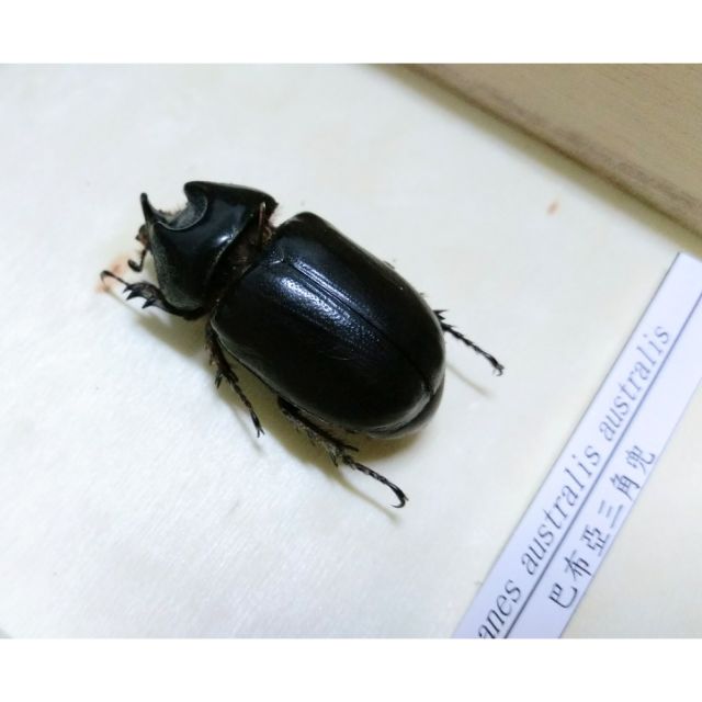巴布亞三角兜甲蟲乾燥標本盒裝標本展示盒收藏盒 蝦皮購物