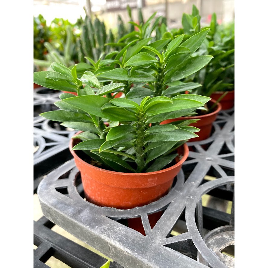 多肉植物青龍3吋盆 實物拍攝一物一拍7 8cm 蝦皮購物