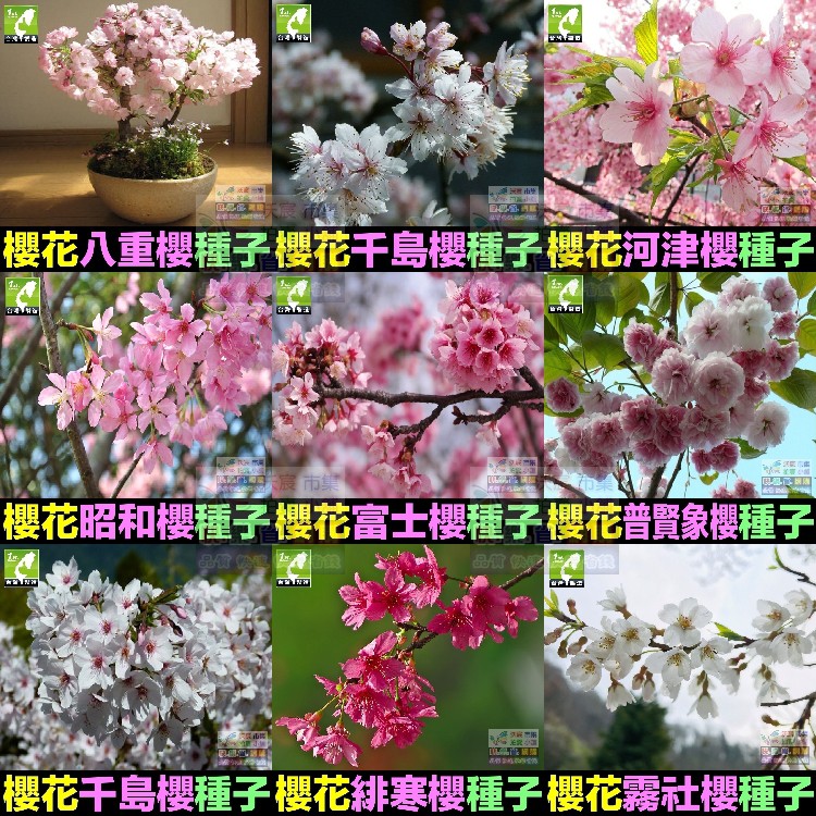 🌸㊣【我想發芽】櫻花種子 多年生林木 花卉種子 櫻花樹 觀賞性極強 易栽好活 陽台盆栽