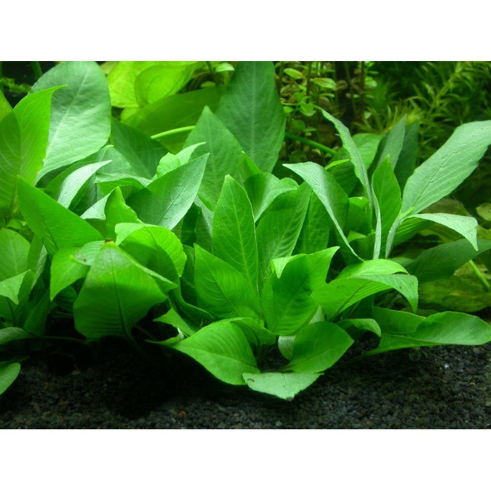 蝦兵蟹將 水草造景 矮中柳 7株 前景草中景草陽性水草矮生大柳入門級 蝦皮購物