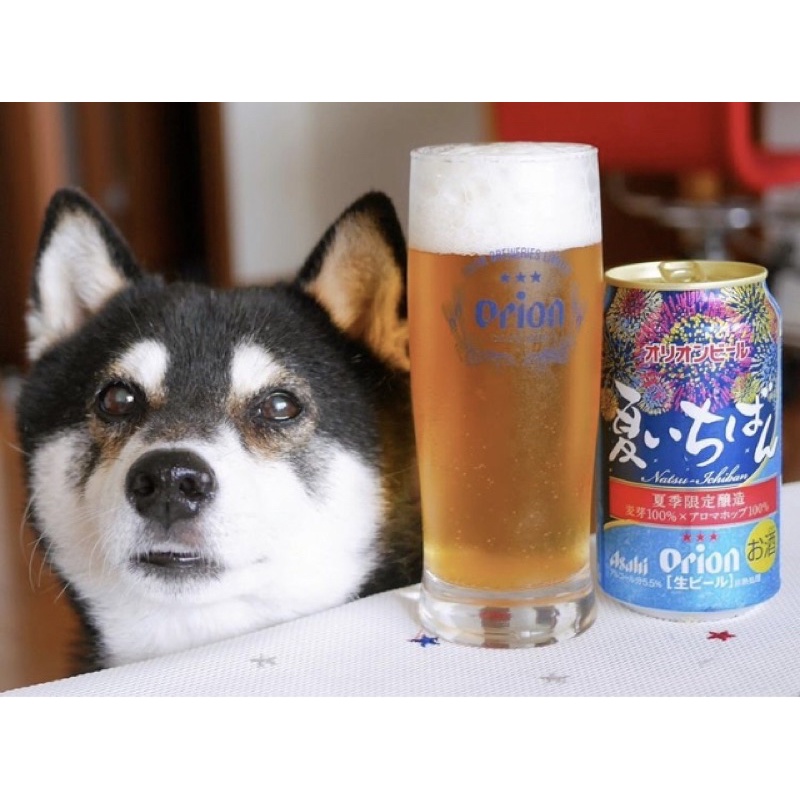 日本 Orion 沖繩 啤酒杯 集泡 杯 生啤酒 樽生 居酒屋