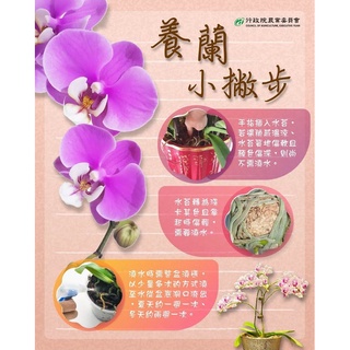 暫時缺貨 永安蘭園瓶苗西蕾麗p250a01 蘭花瓶苗pha Shilleriana 互交 蝦皮購物