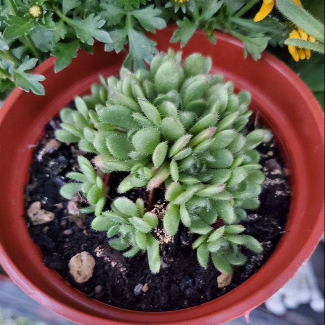 來自都蘭山 3吋盆多肉植物盆栽 花岩鞋 蝦皮購物
